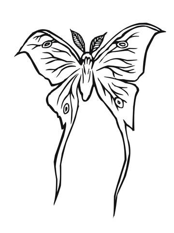 Luna Moth Coloring Page